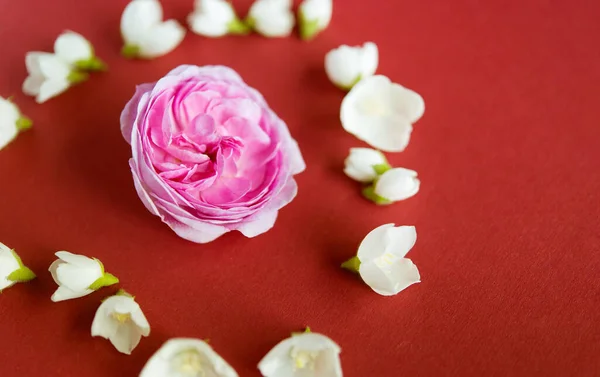Όμορφο Ροζ Τριαντάφυλλο Και Λευκά Λουλούδια Γιασεμί Κόκκινο Φόντο Επίπεδη — Φωτογραφία Αρχείου