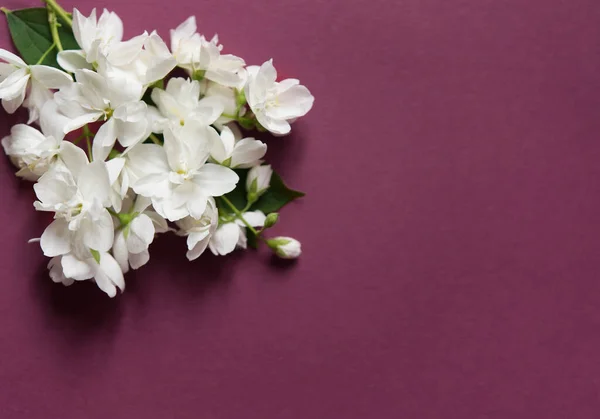 Lindas Flores Brancas Jasmim Fundo Vermelho Flat Lay Com Espaço — Fotografia de Stock