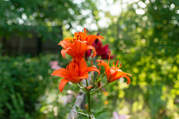 Beautiful lily flower on a background of green leaves. Lily flowers in the garden. Background texture with burgundy buds. Image of a flowering plant with crimson flowers of a varietal lily.