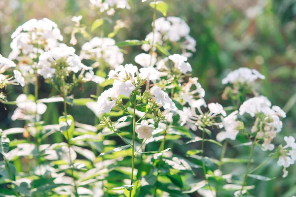 Floks Ogrodowy Phlox Paniculata Jasne Letnie Kwiaty Kwitnące Gałęzie Floksu — Zdjęcie stockowe