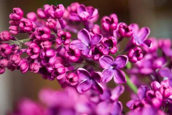 Fioletowe Kwiaty Lilii Jako Tło Tło Wiosny — Zdjęcie stockowe