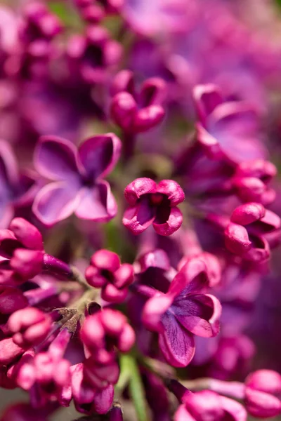 Flores Lila Púrpura Como Fondo Fondo Primavera —  Fotos de Stock