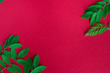 Kırmızı kağıttaki yeşil yaprakların çerçevesi mesaj için. Düz iskemle, üst görüş, kopyalama alanı. Kartpostal.