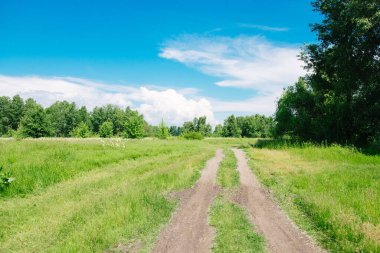 Taze yeşil yapraklı büyük ağaçlı yaz çayırı. Güneşli bir gün.