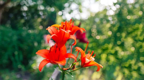 Krásná Lilie Květ Pozadí Zelených Listů Lily Květiny Zahradě Textura — Stock fotografie
