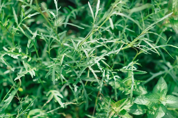 Rucola Arugula 种植在花园里 阿鲁古拉叶关闭 从上面看案文领域 — 图库照片