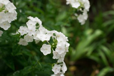 Bahçe fenomeni (Phlox paniculata), parlak yaz çiçekleri. Güneşli bir günde bahçede çiçek açan fenomen dalları. Yumuşak bulanık seçici odak.