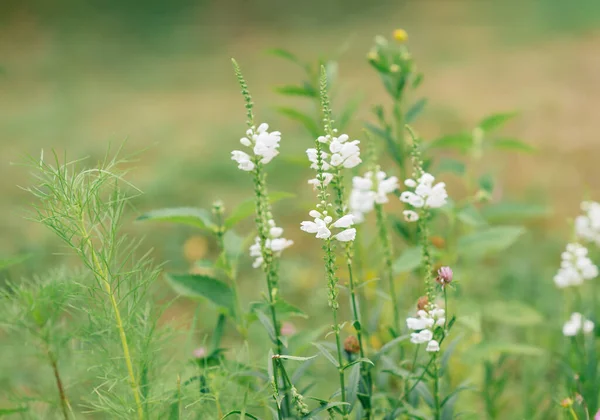 Physostegia Virginiana Alba Белое Цветущее Растение Красивое Послушание Фальшивые Драконьи — стоковое фото