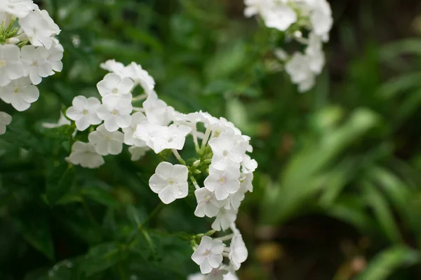 Phlox Jardim Phlox Paniculata Flores Verão Brilhantes Floração Ramos Flox — Fotografia de Stock