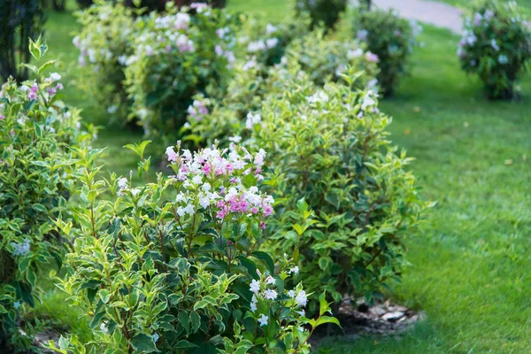 Sorten Cunningham Rhododendron Rhododendron Caucasicum Rhododendron Ponticum Var Album Trädgården — Stockfoto