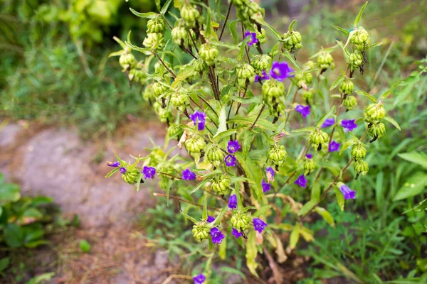 Синие Campanula Средние Цветы Полном Расцвете Широко Известный Кентерберийские Колокола — стоковое фото