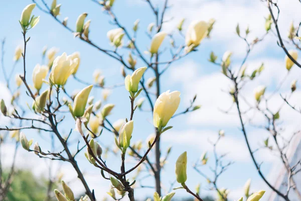 晴れた日に美しい開花 開花木 春のマグノリアの美しい開花枝 マグノリアの花 — ストック写真