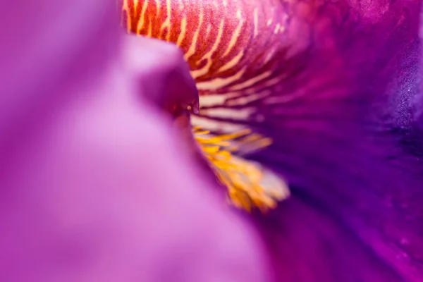 Крупним Планом Квітковий Фон Рослини — стокове фото