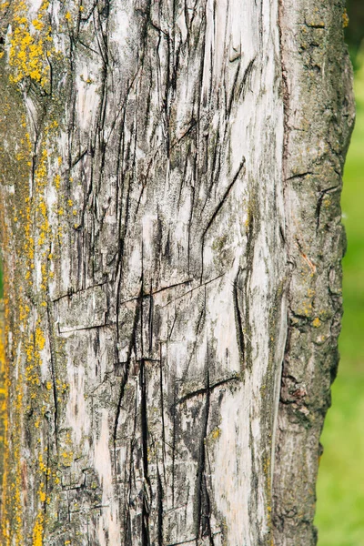 Corteza Textura Madera Fondo Grunge — Foto de Stock