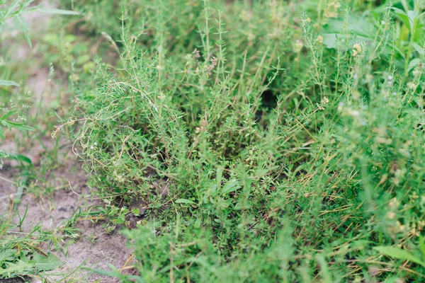 Hierba Tomillo Lat Serpylli Herba Jardín — Foto de Stock