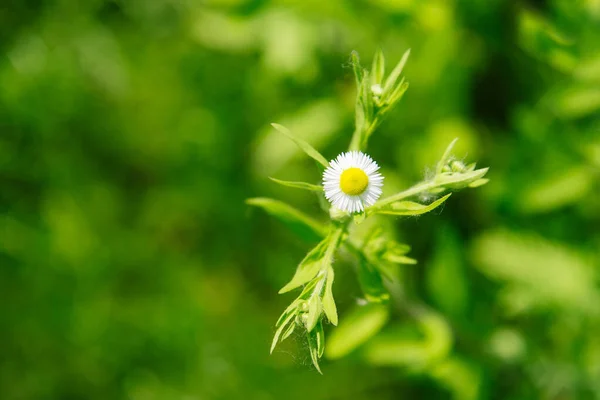 花园里绿色背景上的白色雏菊花 后续行动 — 图库照片