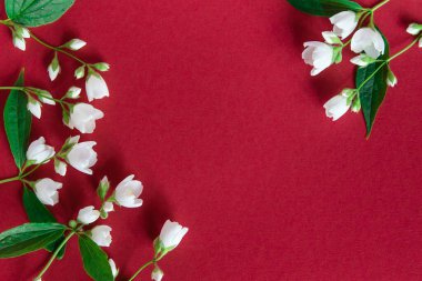 Sağlam bir arka planda güzel beyaz yasemin çiçekleri. Düğün, doğum günü, parti ya da diğer kutlamalar için yer.