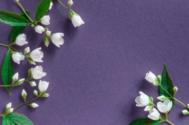 Sağlam bir arka planda güzel beyaz yasemin çiçekleri. Düğün, doğum günü, parti ya da diğer kutlamalar için yer.