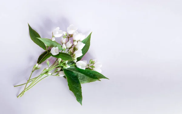 Schöne Weiße Jasminblüten Auf Festem Hintergrund Platz Für Schriftzüge Für — Stockfoto