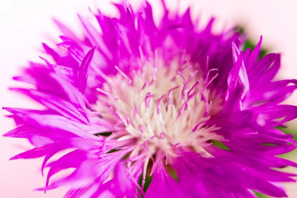 Centaurea Cyanus Flower Close White Background — Stock Photo, Image