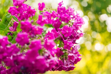 Bahçe fenomeni (Phlox paniculata), parlak yaz çiçekleri. Güneşli bir günde bahçede çiçek açan fenomen dalları. Yumuşak bulanık seçici odak.