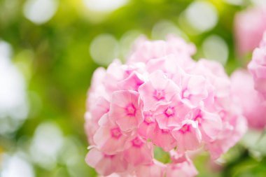 Bahçe fenomeni (Phlox paniculata), parlak yaz çiçekleri. Güneşli bir günde bahçede çiçek açan fenomen dalları. Yumuşak bulanık seçici odak.