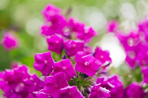 Bahçe fenomeni (Phlox paniculata), parlak yaz çiçekleri. Güneşli bir günde bahçede çiçek açan fenomen dalları. Yumuşak bulanık seçici odak.