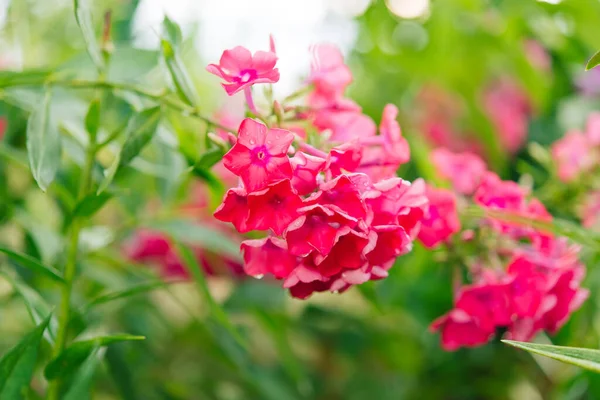 Bahçe fenomeni (Phlox paniculata), parlak yaz çiçekleri. Güneşli bir günde bahçede çiçek açan fenomen dalları. Yumuşak bulanık seçici odak.