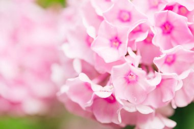 Bahçe fenomeni (Phlox paniculata). Güneşli bir günde bahçede çiçek açan fenomen dalları. Yumuşak bulanık seçici odak. Bahar çiçeği arkaplanı.