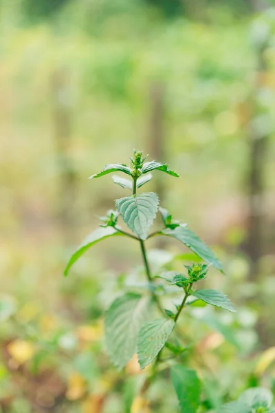 Mentha Piperita Minzsorte Eine Pflanze Garten — Stockfoto