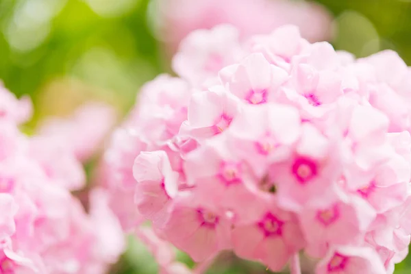 Phlox Giardino Phlox Paniculata Rami Fioriti Phlox Nel Giardino Una — Foto Stock