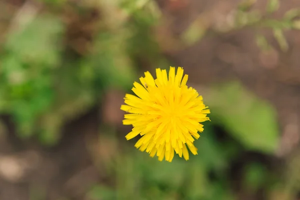 蒲公英的黄色花朵 — 图库照片