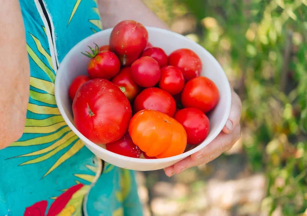 Woman Holding Bowl Ripe Tomatoes — Stock Photo, Image