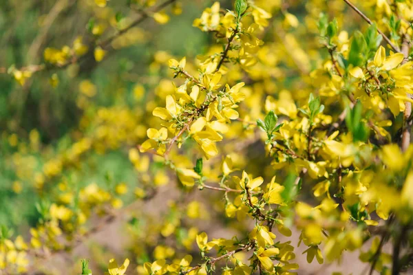春に咲く フォルシシアは黄色の花を持つ壮大な初期の開花低木です — ストック写真