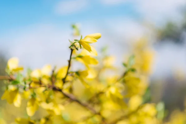 Blooming Spring Forsythia Spectacular Early Flowering Shrub Yellow Flowers — Stockfoto