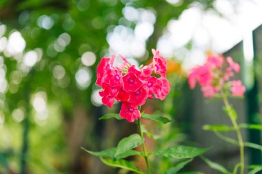 Bahçe fenomeni (Phlox paniculata), parlak yaz çiçekleri. Güneşli bir günde bahçede çiçek açan fenomen dalları. Yumuşak bulanık seçici odak.