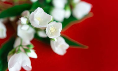 Kırmızı arka planda güzel beyaz yasemin çiçekleri. Düğün, doğum günü, parti ya da diğer kutlamalar için bir yazıt yeri.