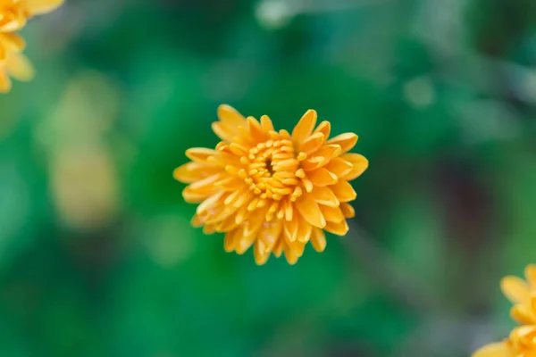 Crisantemi Arancioni Rossi Fiore Nel Giardino Autunnale Crisantemo Coreano Sfondo — Foto Stock