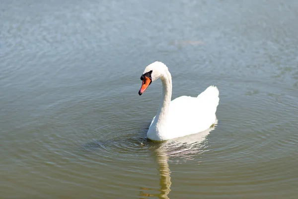 Graceful White Swan Floats Water — Stock Photo, Image