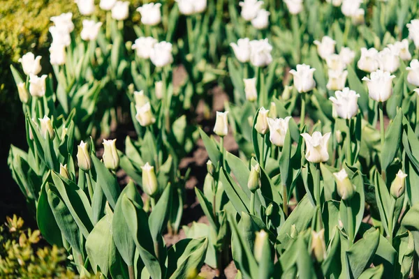 Tulipán Virágok Zöld Leveles Háttér Tulipán Területen Télen Vagy Tavasszal — Stock Fotó