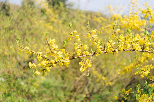 Kwitnie Wiosną Forsycja Spektakularny Wczesnokwitnący Krzew Żółtymi Kwiatami — Zdjęcie stockowe