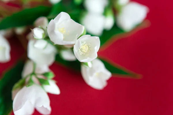 Όμορφα Λευκά Λουλούδια Γιασεμιού Κόκκινο Φόντο Τόπος Για Μια Επιγραφή — Φωτογραφία Αρχείου
