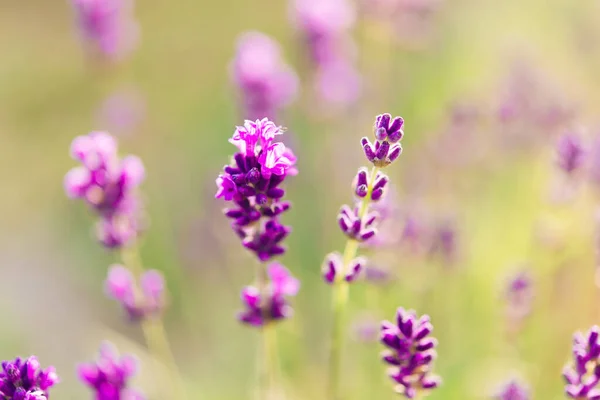 Lavanda Verano Fondo Floral Profundidad Superficial Del Campo — Foto de Stock