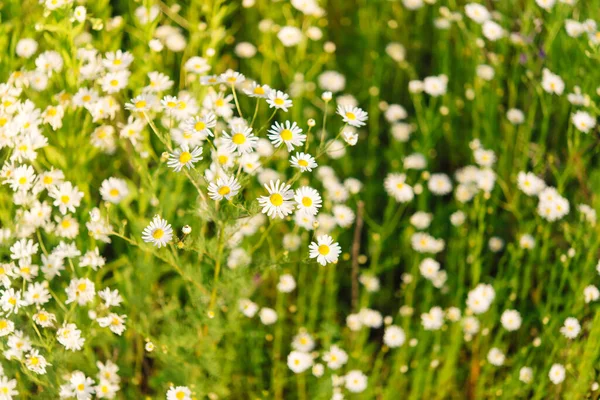 Biały Stokrotka Kwiat Zielonym Tle Ogrodzie Zbliżenie — Zdjęcie stockowe