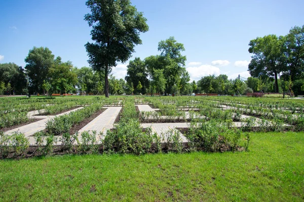 Rows Bushes Garden Park Labyrinth — Fotografia de Stock