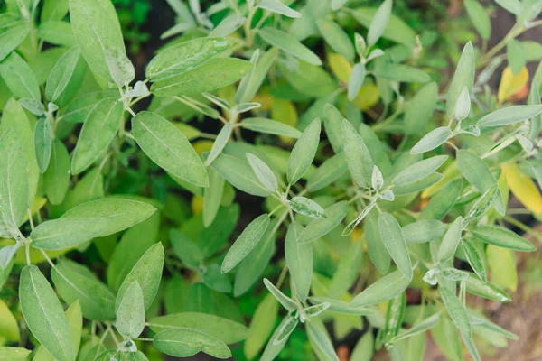 Sage Bahçede Bir Bitkidir Baharat Bitkinin Yeşil Dokulu Yaprakları — Stok fotoğraf