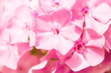Bahçe fenomeni (Phlox paniculata). Güneşli bir günde bahçede çiçek açan fenomen dalları. Yumuşak bulanık seçici odak. Bahar çiçeği arkaplanı.