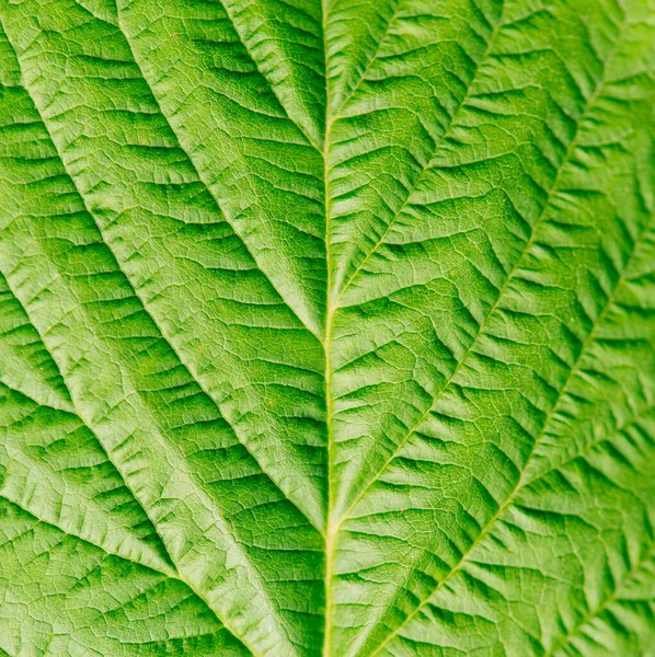 Doku Yeşili Makro Yaprak Fotoğraf — Stok fotoğraf
