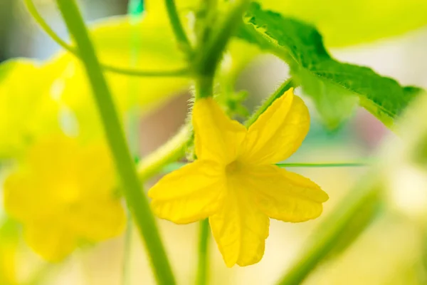 Okurka Žlutými Květy Makro Šťavnaté Čerstvé Okurky Zblízka Pozadí Listů — Stock fotografie