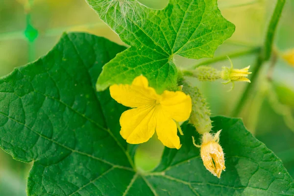 Okurka Žlutými Květy Makro Šťavnaté Čerstvé Okurky Zblízka Pozadí Listů — Stock fotografie